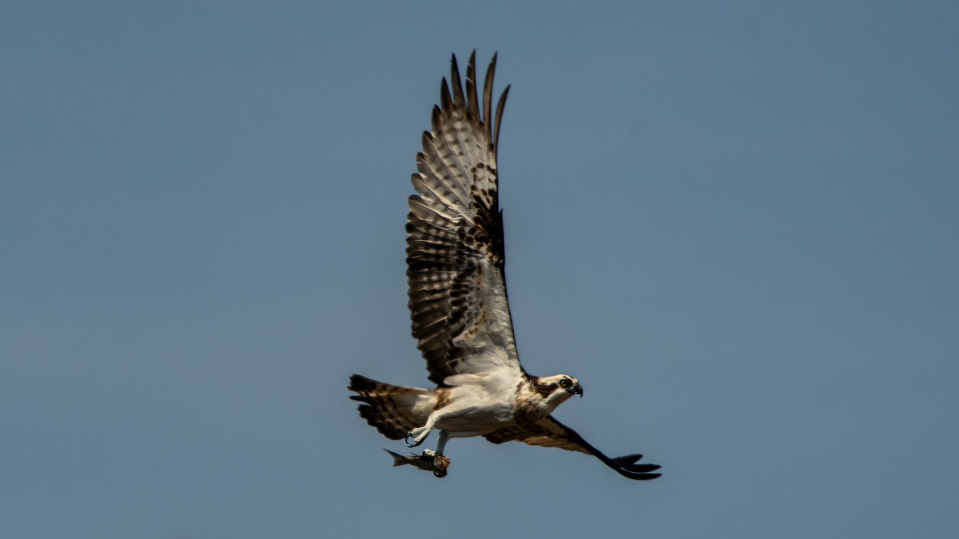 Osprey